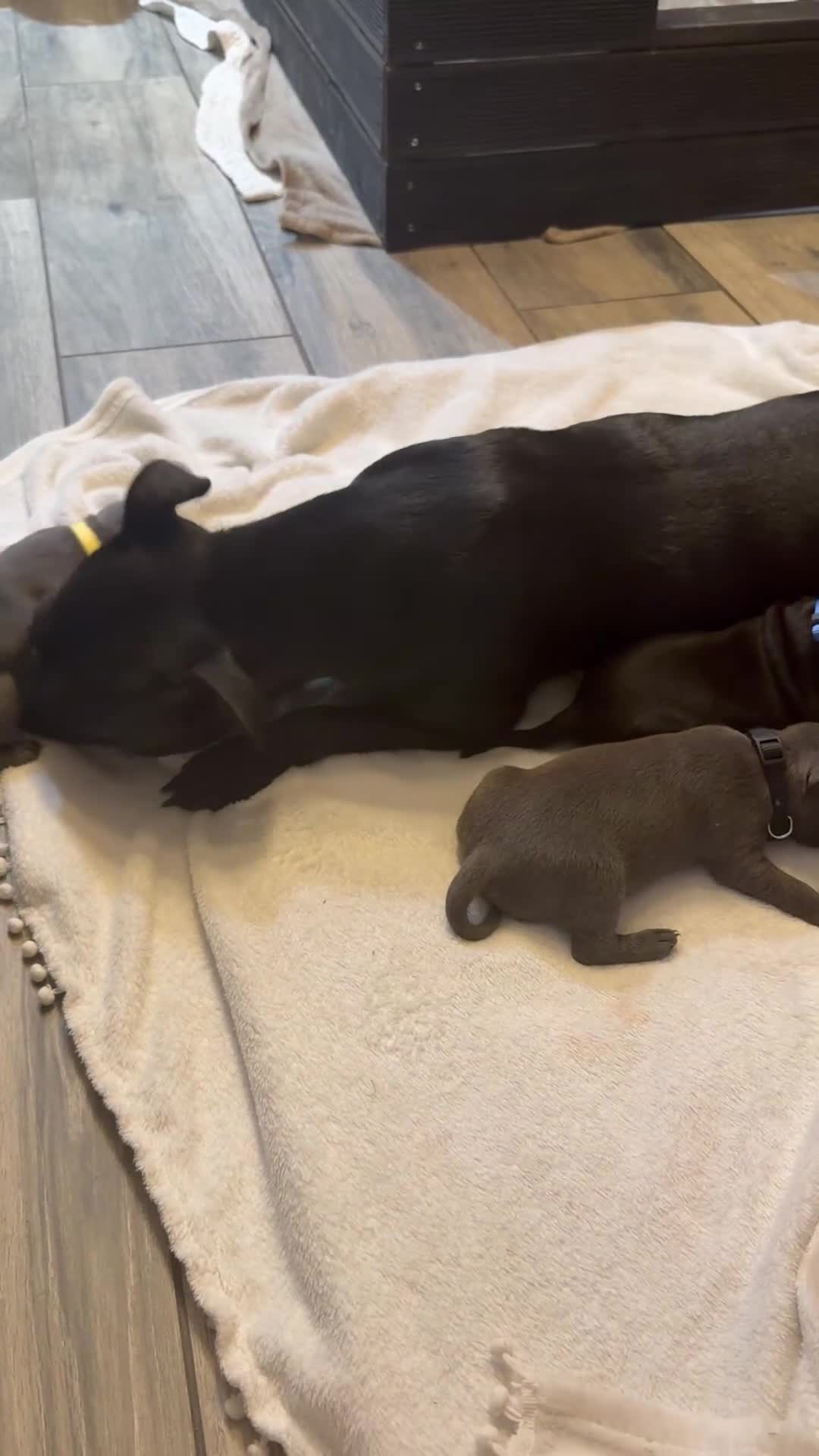 Staffordshire Bull Terrier dogs for sale: KC REG STAFFORDSHIRE BULL TERRIER PUPS are HERE   - Video 3