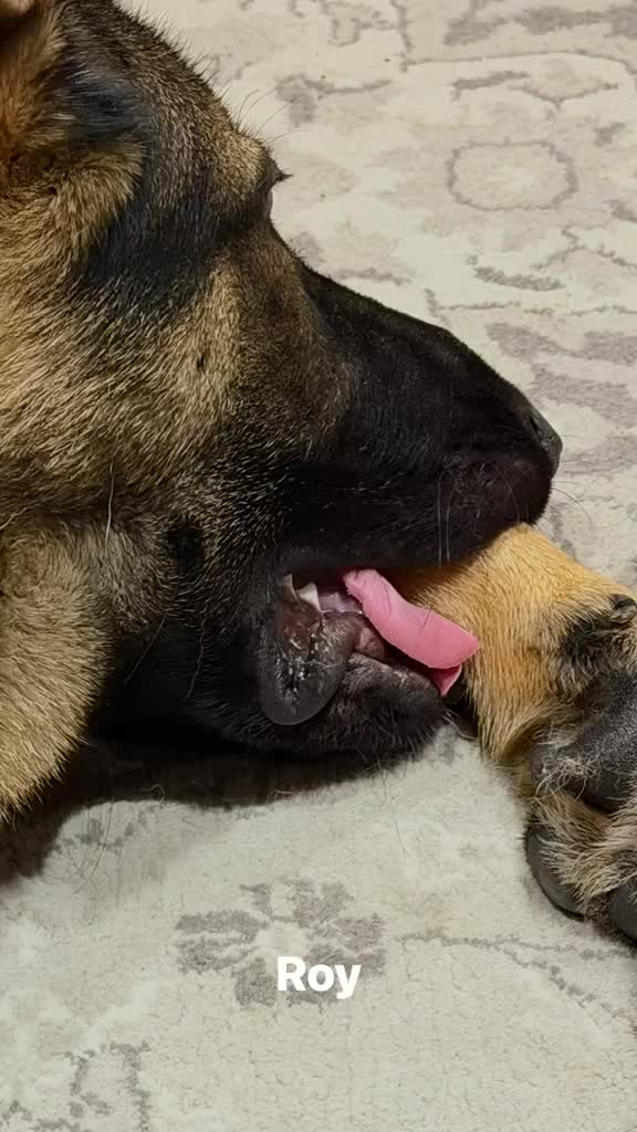 German Shepherd dogs for sale:  Loving Home Needed for Roy – 9-Month-Old Male Dog in Dagenham - Video 1