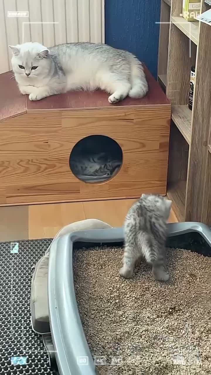 Scottish Fold cats for sale: 4 Pedigree Scottish Fold/Straight Kittens - Video 1