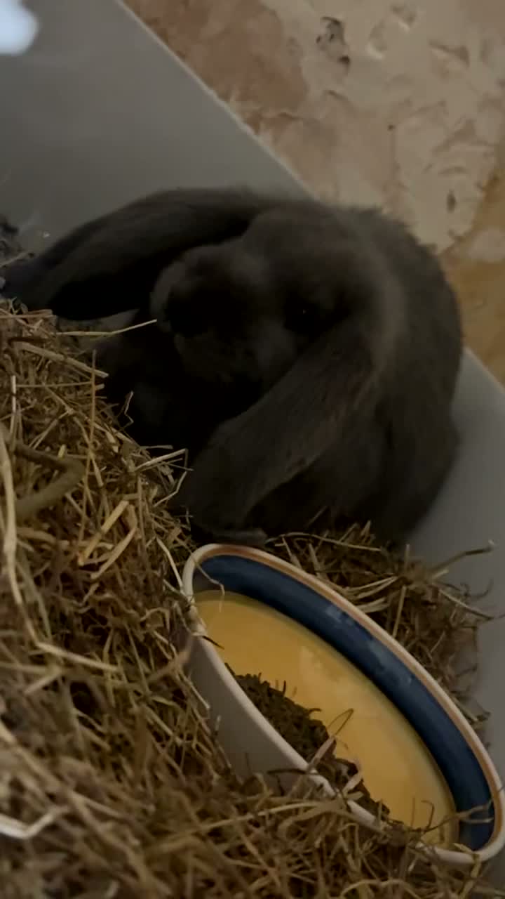 French Lop rabbits for sale: French lop bunny in Sheffield - Video 1