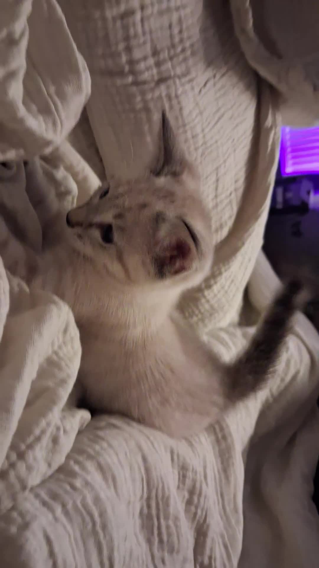 Mixed Breed cats for sale: Male kitten - Video 1