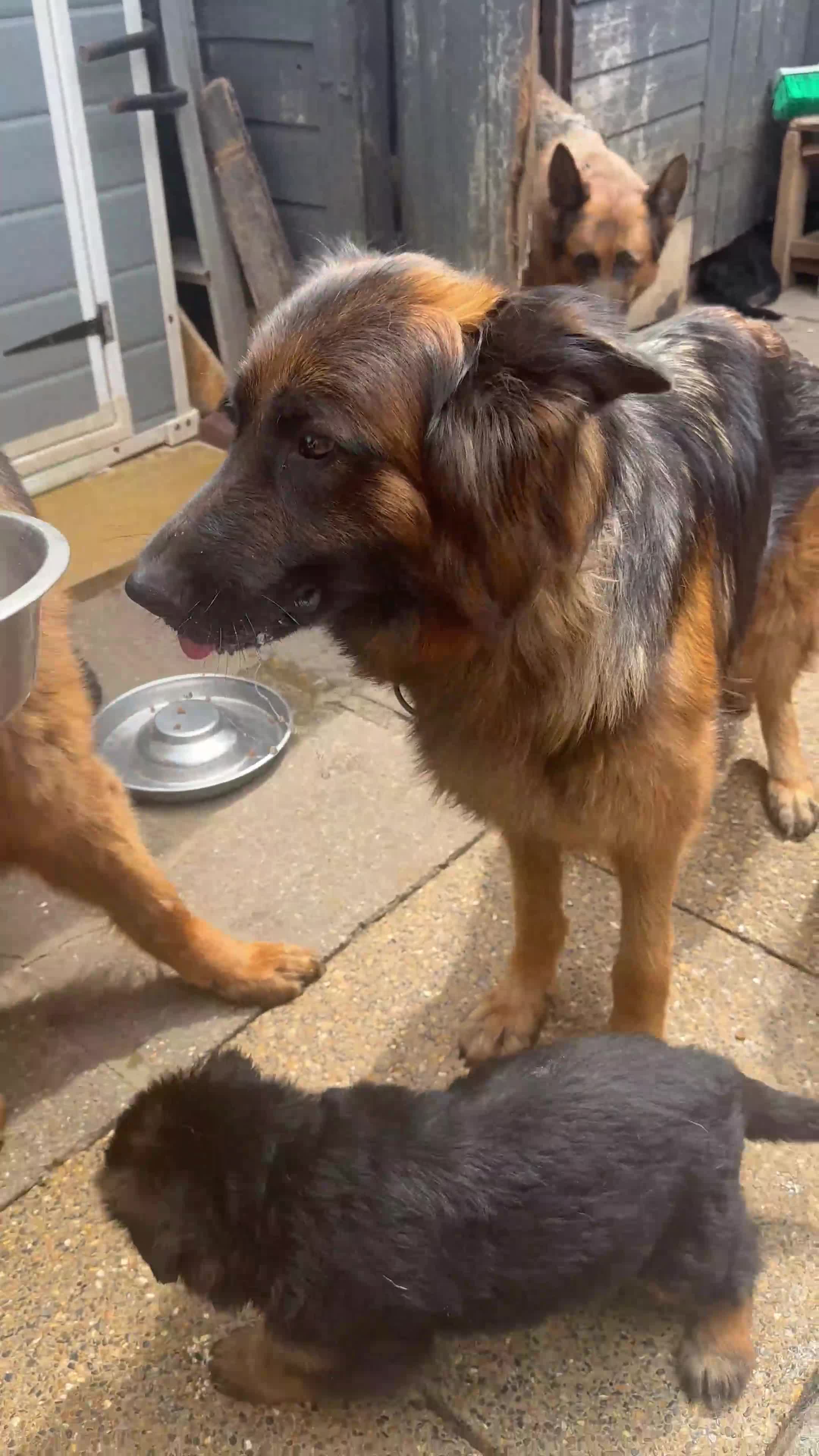 German Shepherd dogs for sale: 💥Champion🩸line KC Reg GermanShepherd puppy’s GSD - Video 2