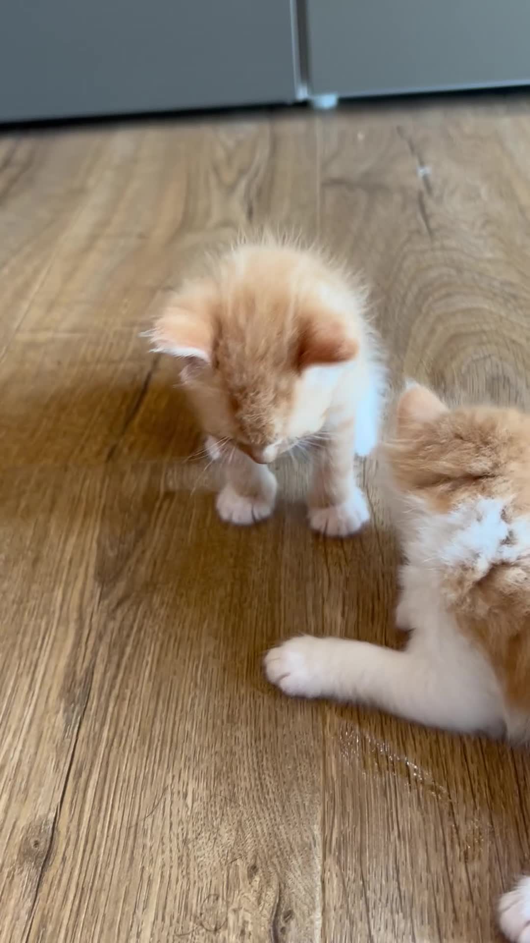 Mixed Breed cats for sale: Healthy Domestic Housecats, Father Unknown - Video 2