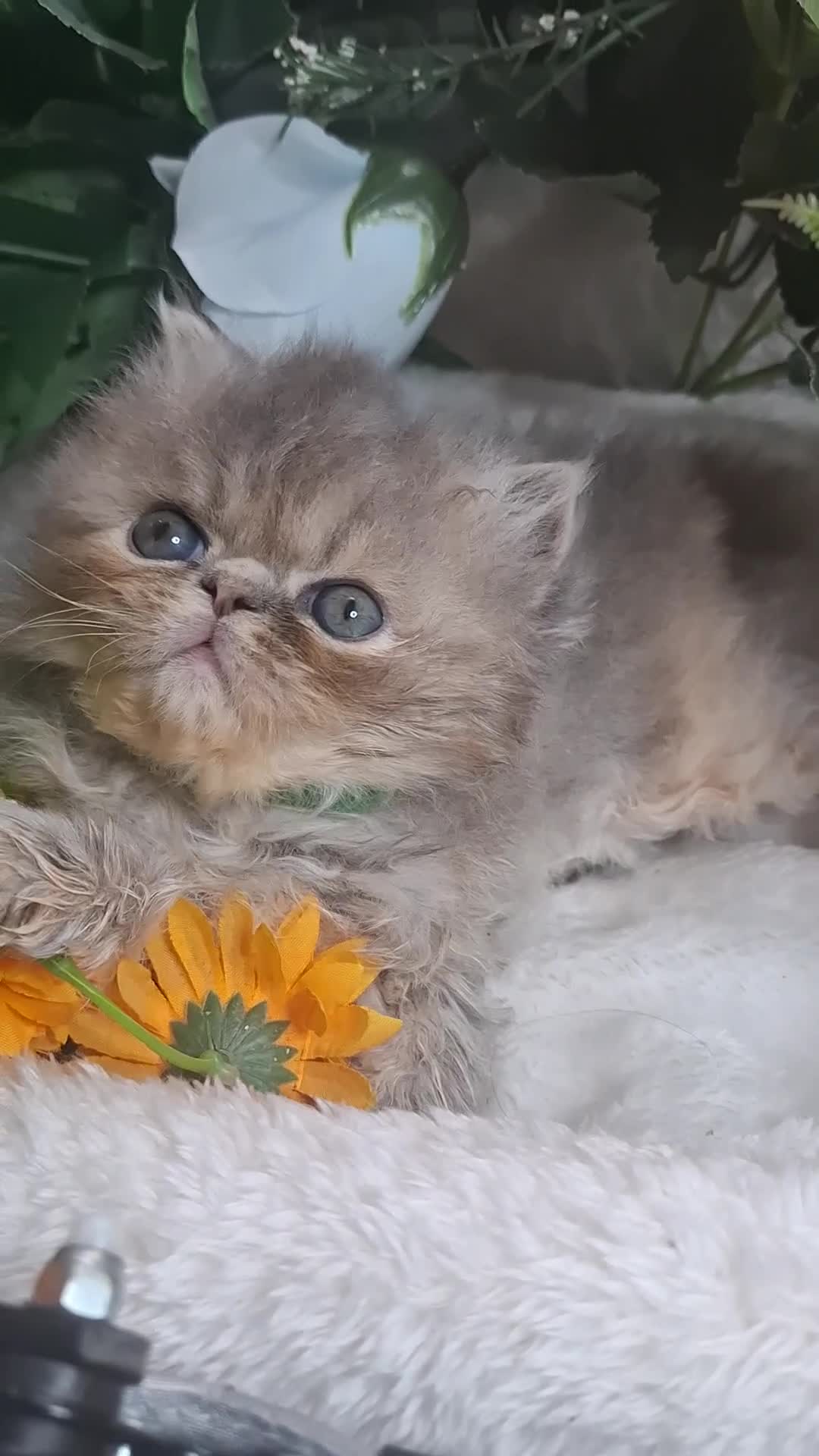 Persian cats for sale: Blue Persian kittens  - Video 2