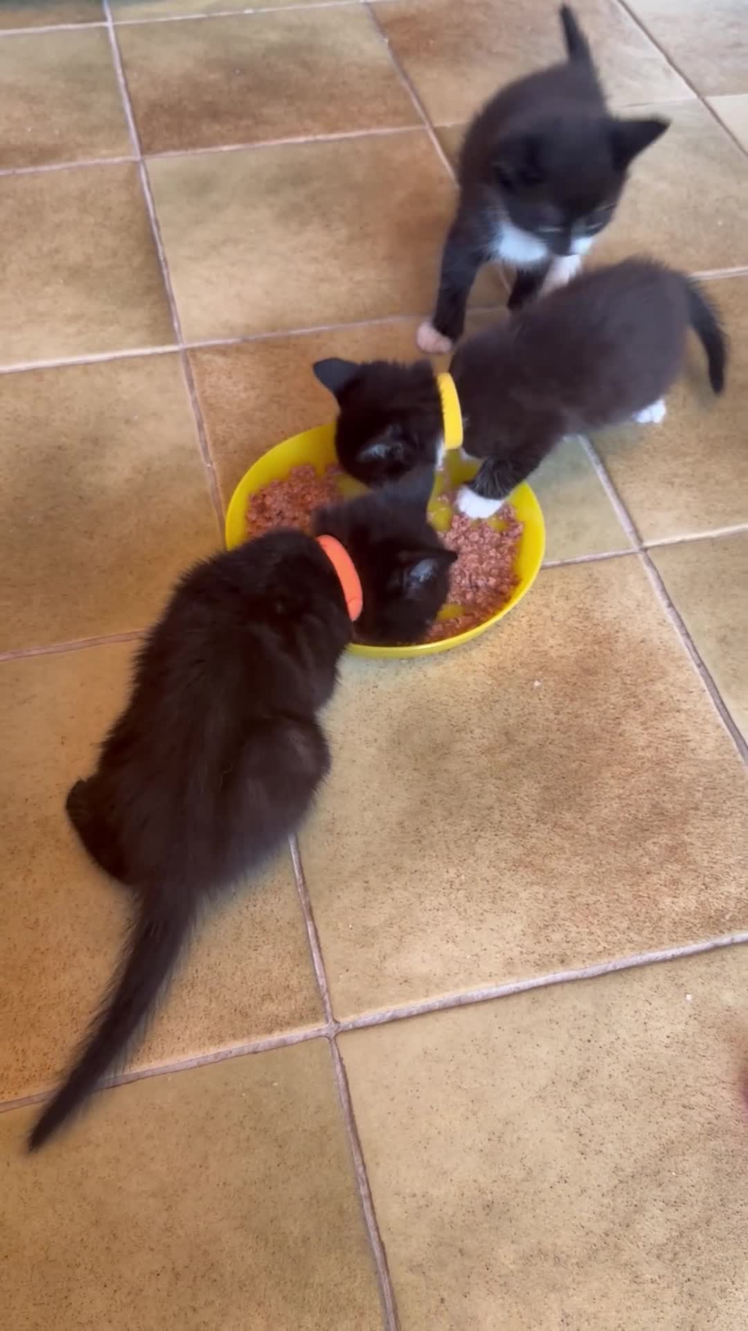 Ragdoll cats for sale: Ragdoll x in Nottingham - Video 1