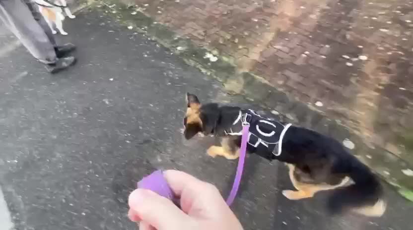 Mixed Breed dogs for adoption: Tio - FOR ADOPTION - Video 4