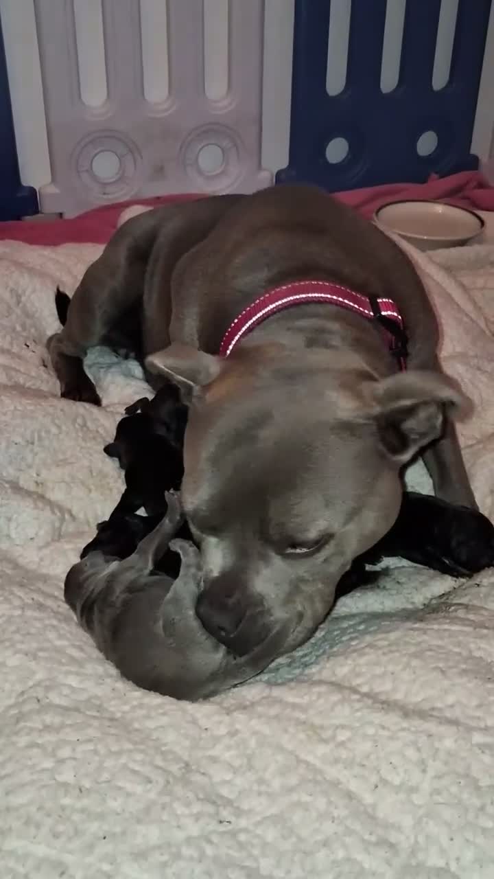 Staffordshire Bull Terrier dogs for sale: 7 Beautiful KC blue and black puppies 4 girl 3 boy in Walsall - Video 2