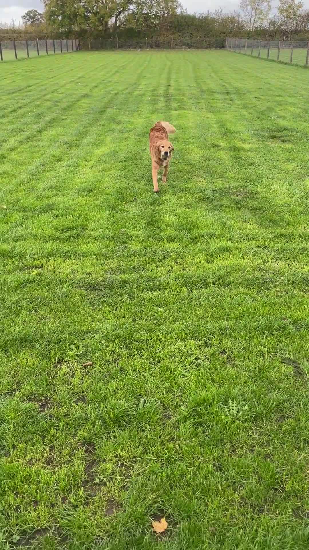 Golden Retriever dogs for sale: KC REG girl via POLICE trained dog behaviourist  - Video 1