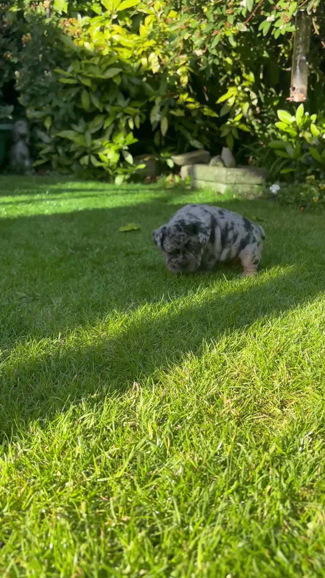 French Bulldog dogs for sale: **REDUCED**RAINBOW LITTER FRENCH BULLDOGS - Video 1