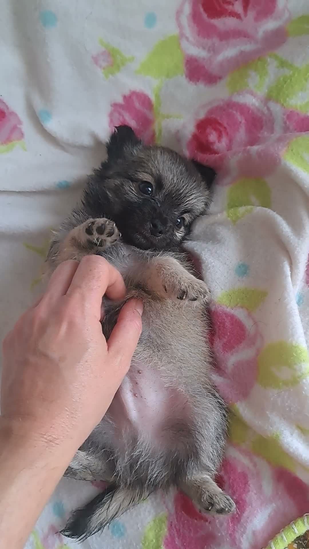 Chihuahua dogs for sale: Ready to leave Now long Coat Chihuahua male pup - Video 1