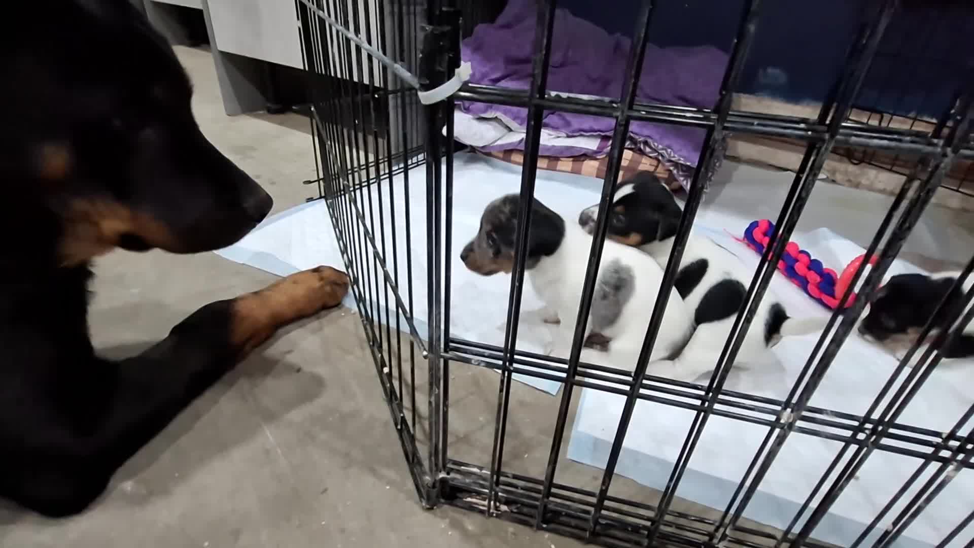 Jack Russell dogs for sale: Quality pure bred  Jack Russel babies  - Video 1