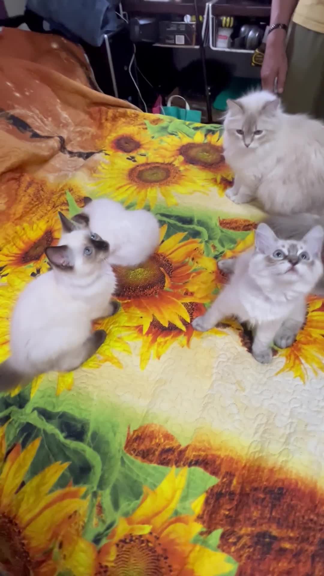 Ragdoll cats for sale: 🐈❗️Adorable 1 Girl and 2 Boys Left 💕 - Video 5