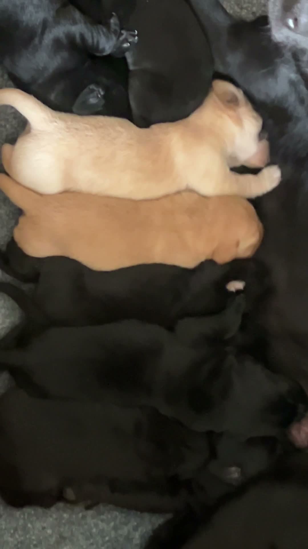Labrador Retriever dogs for sale: Homebred much loved Labrador Puppies  - Video 1