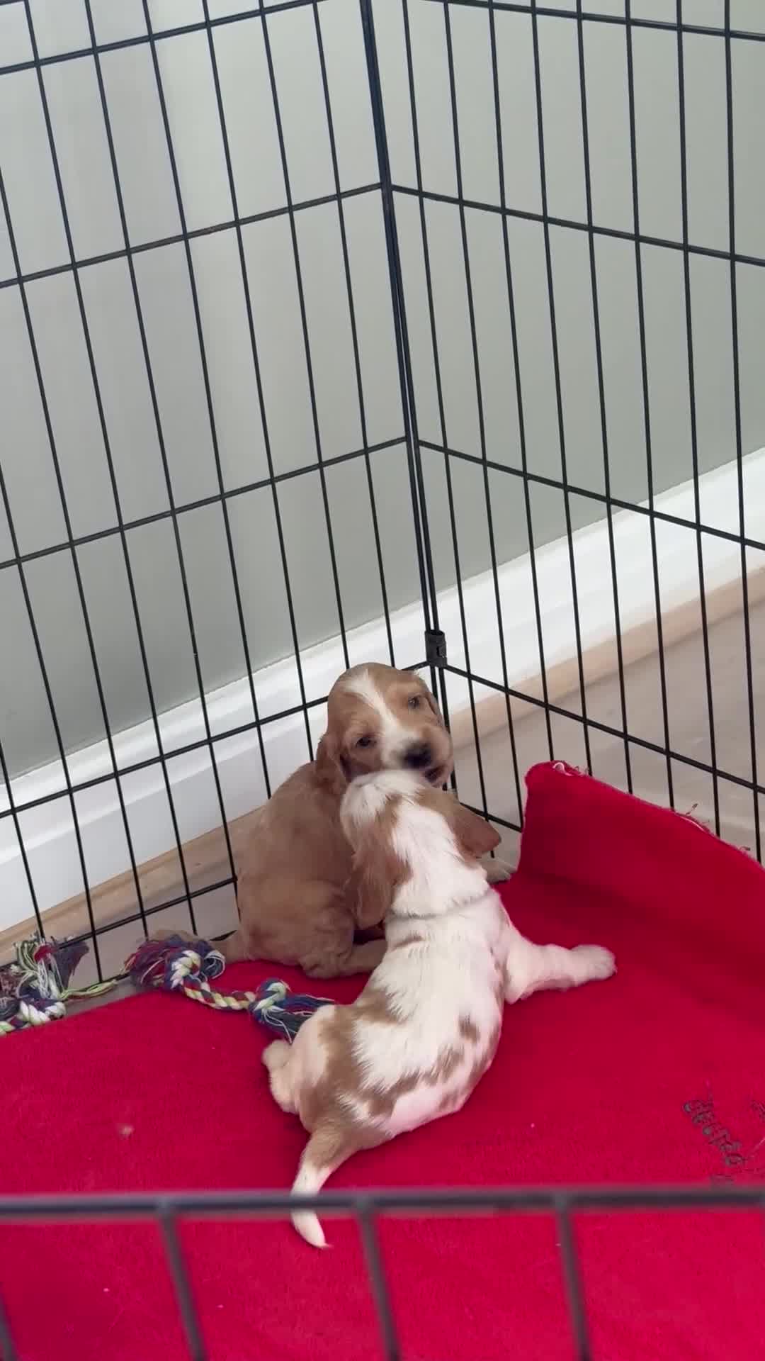 Cocker Spaniel dogs for sale: KC REG Showtype Cocker Spaniel LAST PUP ready 3/8 - Video 3