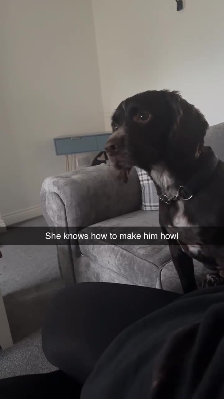 Sprocker dogs for sale: 2 year old Sprocker  - Video 1