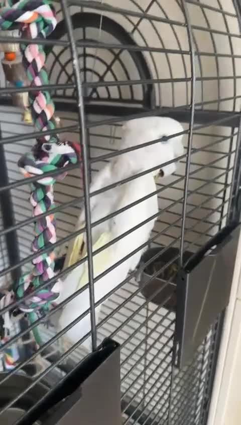 Cockatoo birds for sale: Friendly Male Cockatoo Kiwi Speaks Arabic &English in London - Video 3