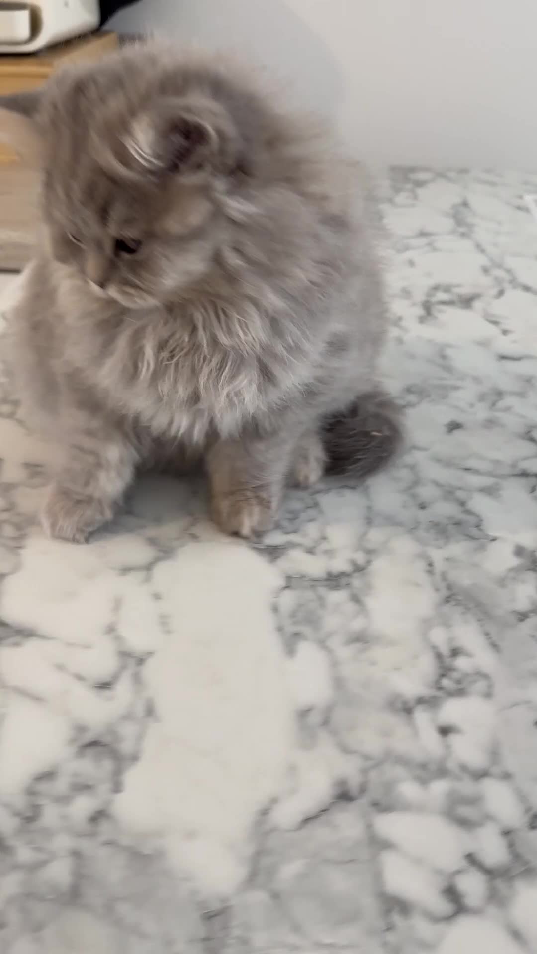 British Longhair cats for sale: GCCF Registered British Longhair Kittens - Video 1