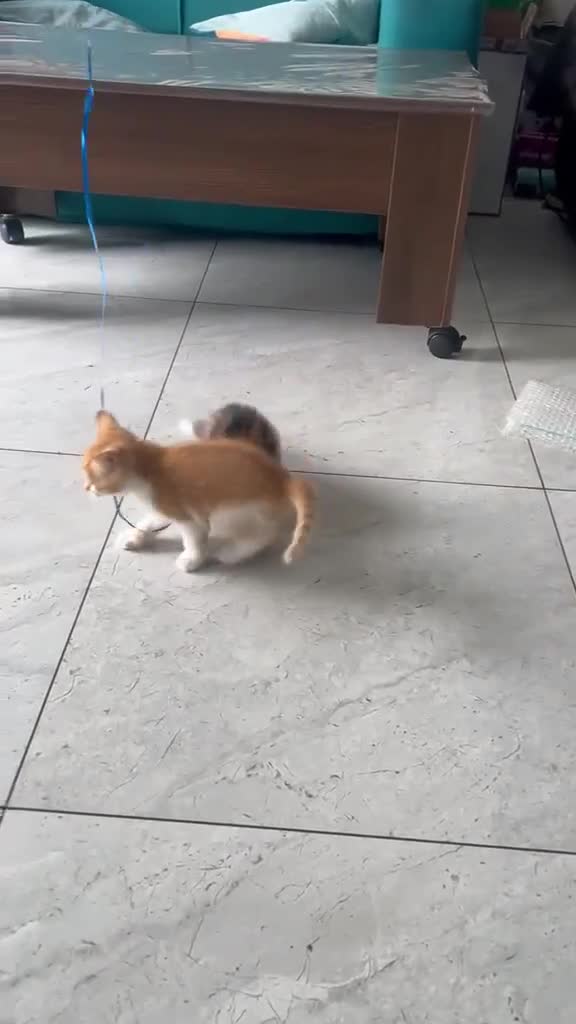 Mixed Breed cats for sale: 4 kittens mixed breed in Greenford - Video 3