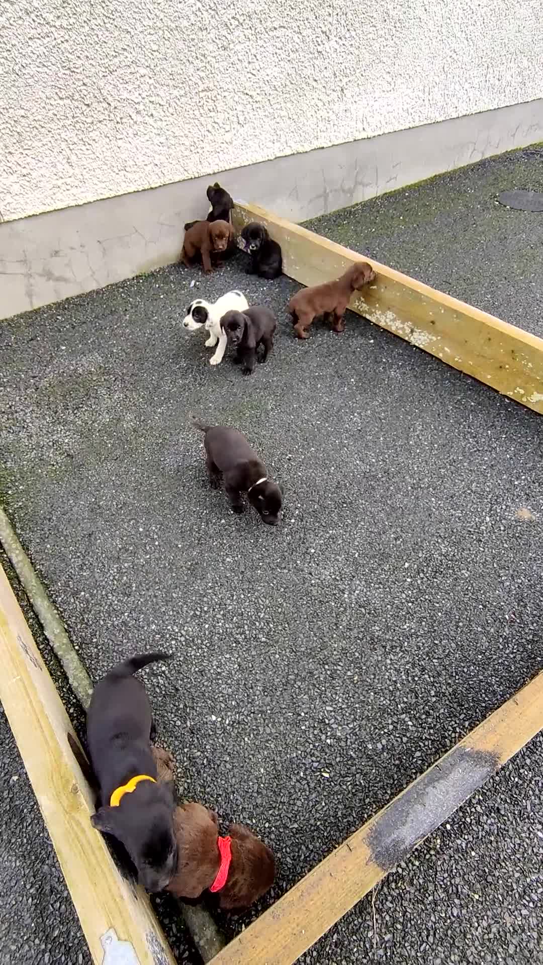 Springador dogs for sale: Springador Puppies - Video 1