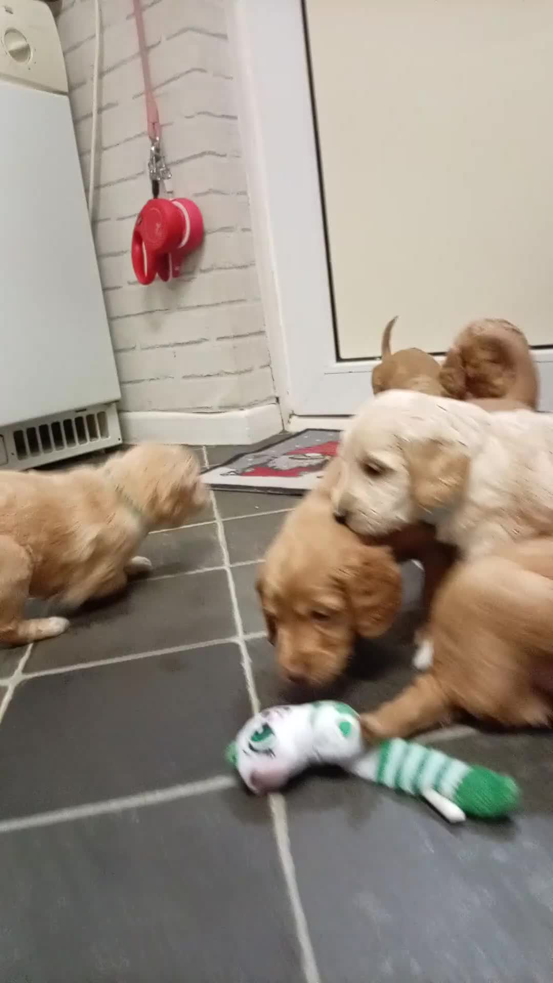 Cockapoo dogs for sale: 8 Beautiful Cockapoos puppies - Video 1