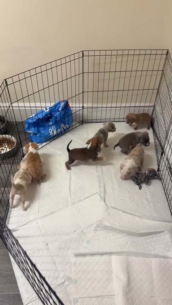 Mixed Breed dogs for sale: 7 Gorgeous Lurcher x Pocket Bully Pups  - Video 2