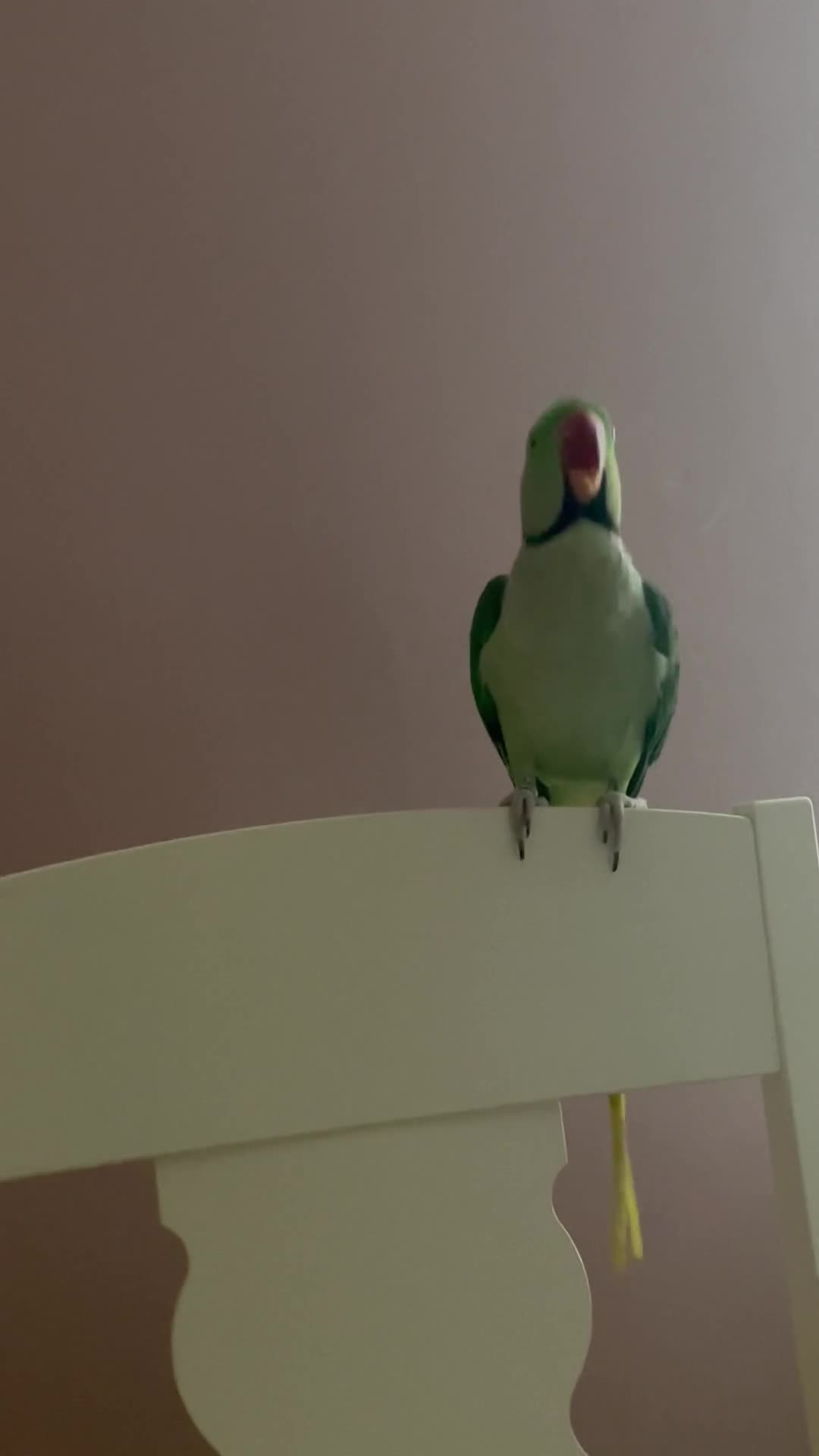 Parakeets birds for sale: Rose-ringed parakeet  - Video 2