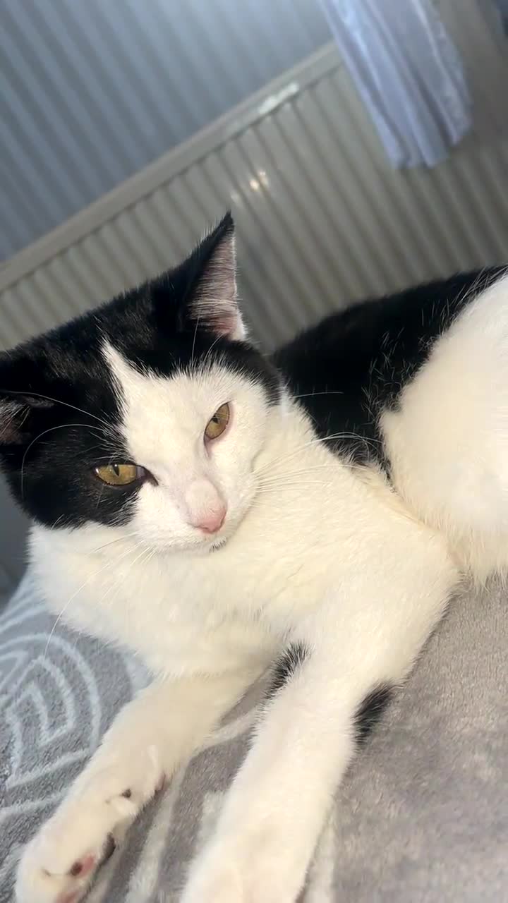 Mixed Breed cats for sale: Female 6month old cat  - Video 1