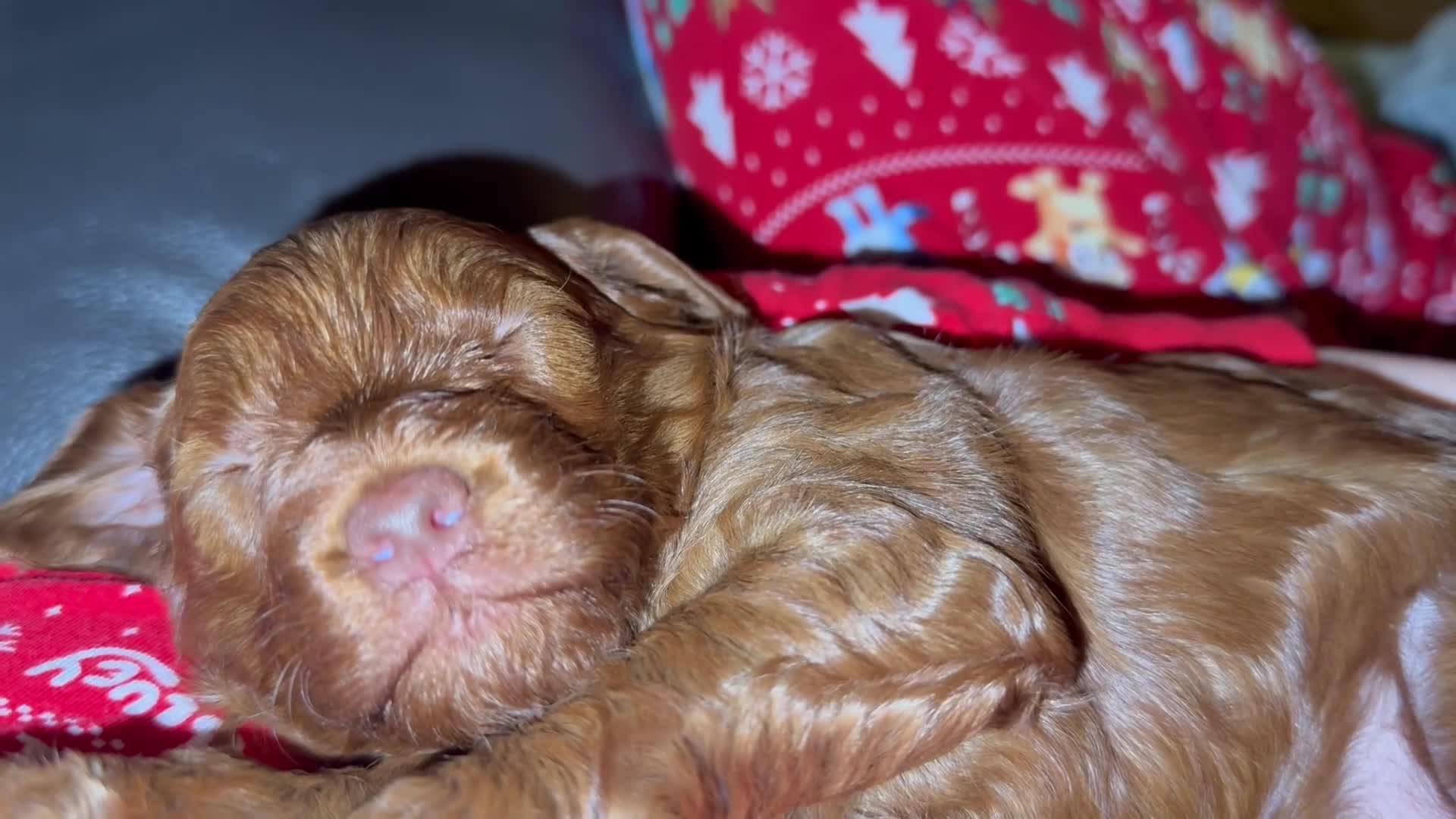 Cockapoo dogs for sale: Female Cockerpoo  - Video 2