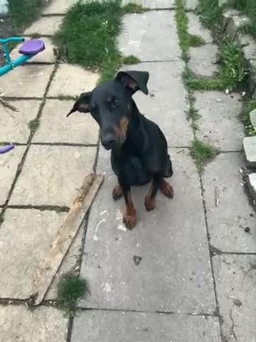 Dobermann dogs for sale: 🐕 Kennel Club Registered  - Video 1