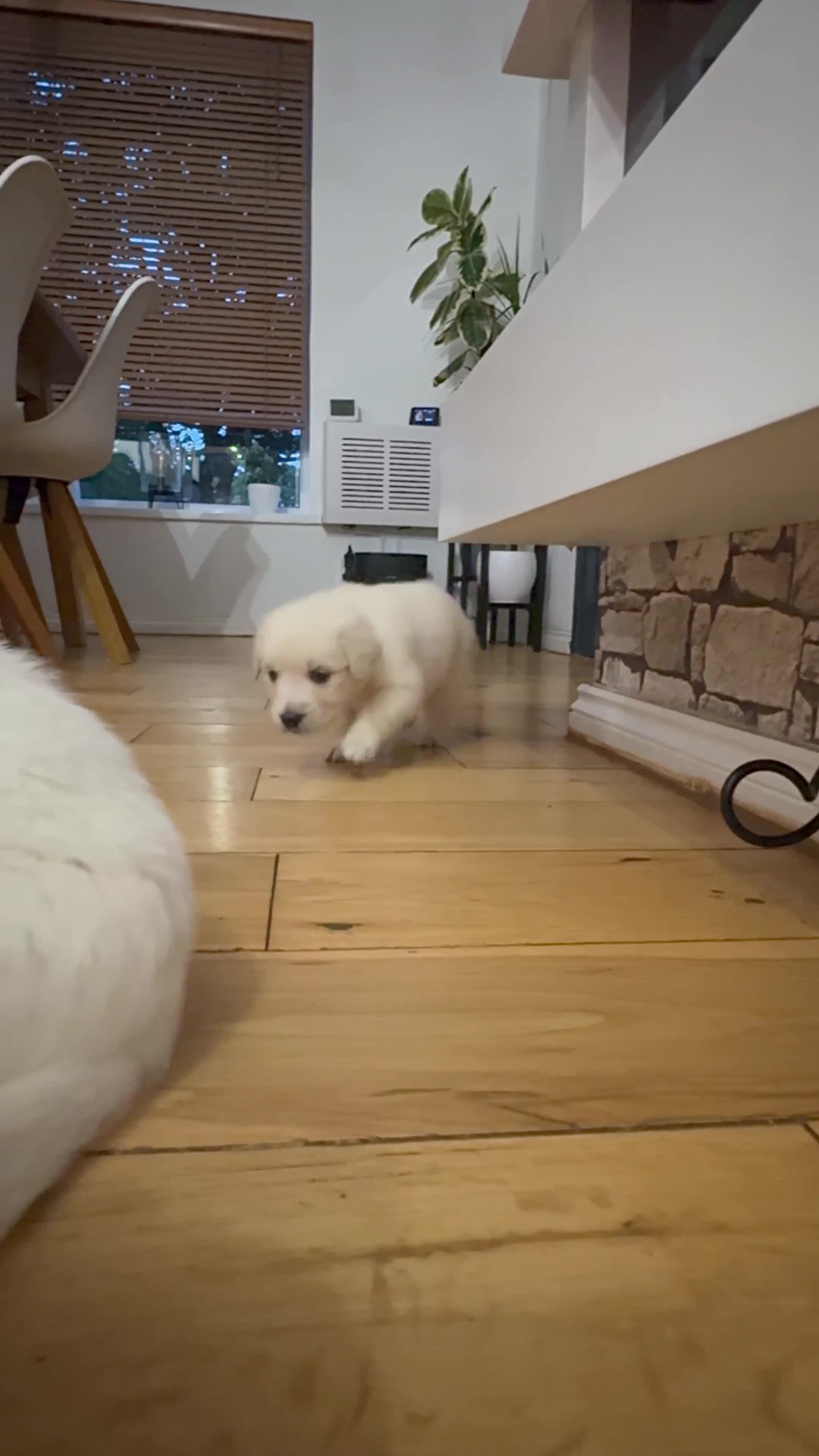 Golden Retriever dogs for sale: 1 LEFT *Ready to Go* Golden Retriever puppies 🐾 - Video 3
