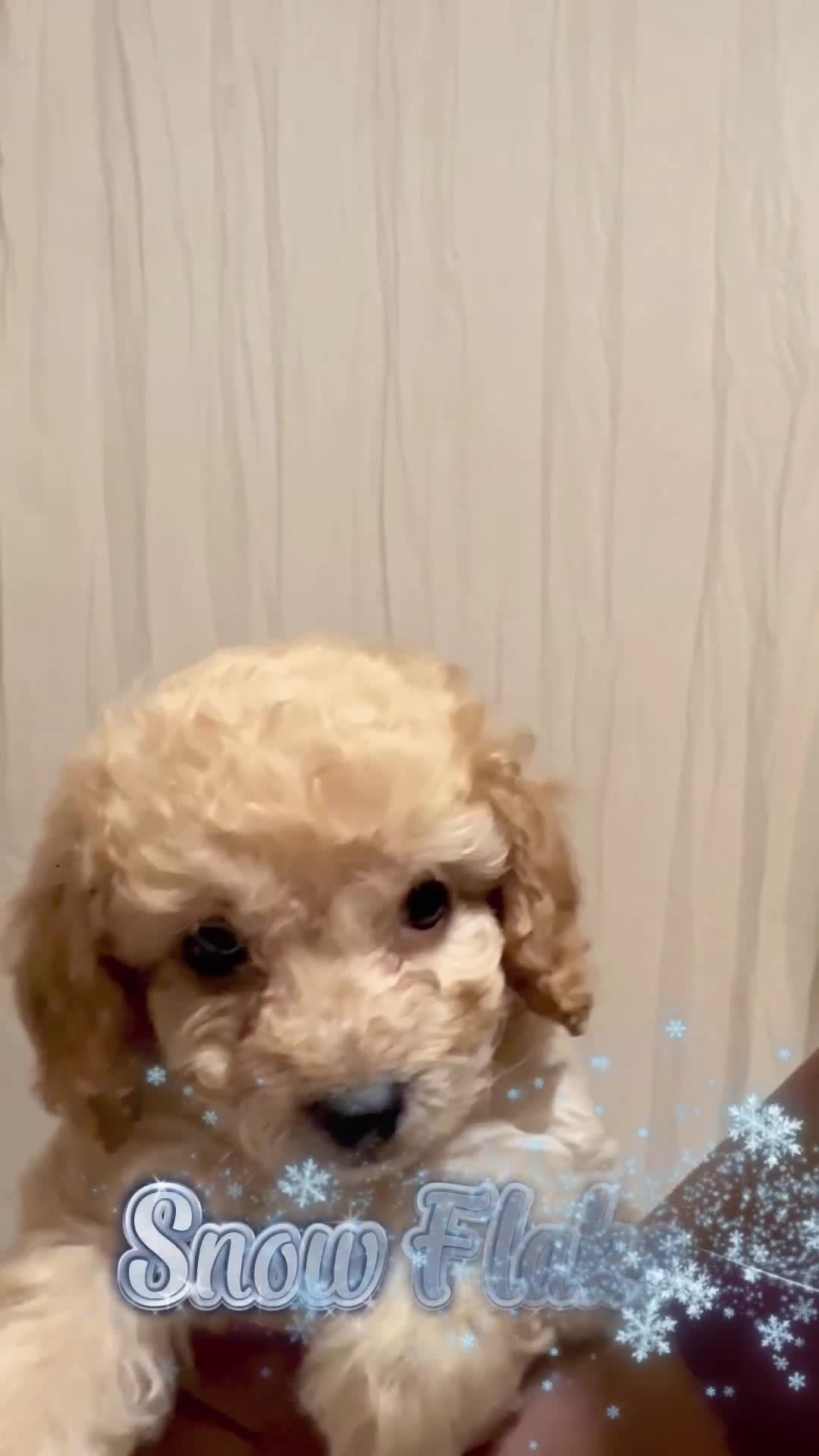 Cavapoochon dogs for sale: Premium Quality Teddy Toy Cavapoochons F1B - Video 2