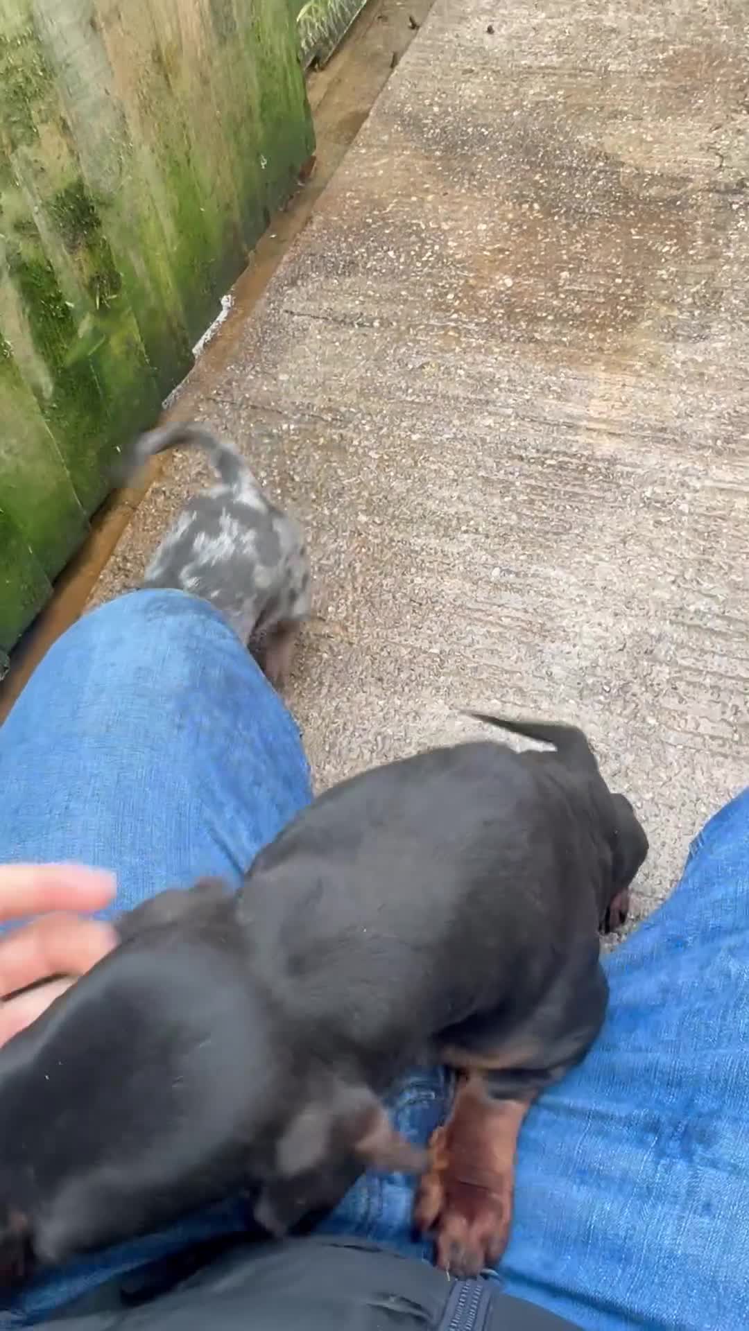 Miniature Dachshund dogs for sale: 3 dachshund for sale in Runcorn - Video 1