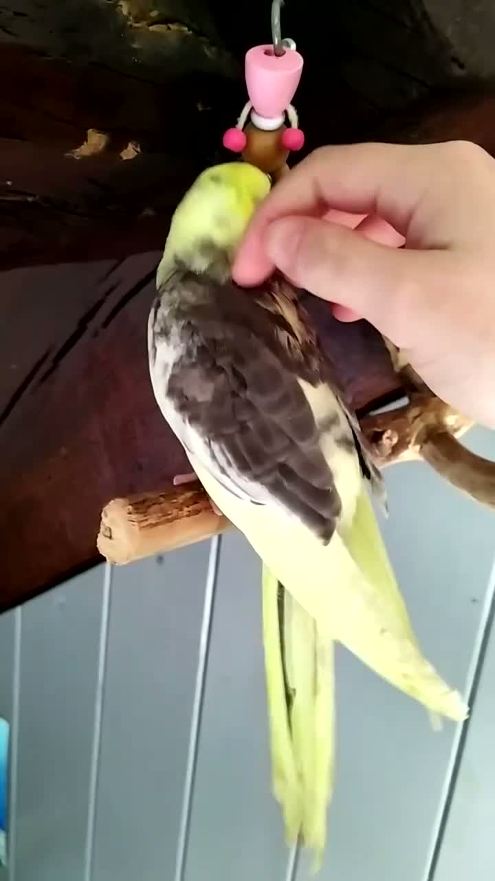 Cockatiels birds for sale: Hand tamed cockatiels parakeets DNA sexed male  - Video 1