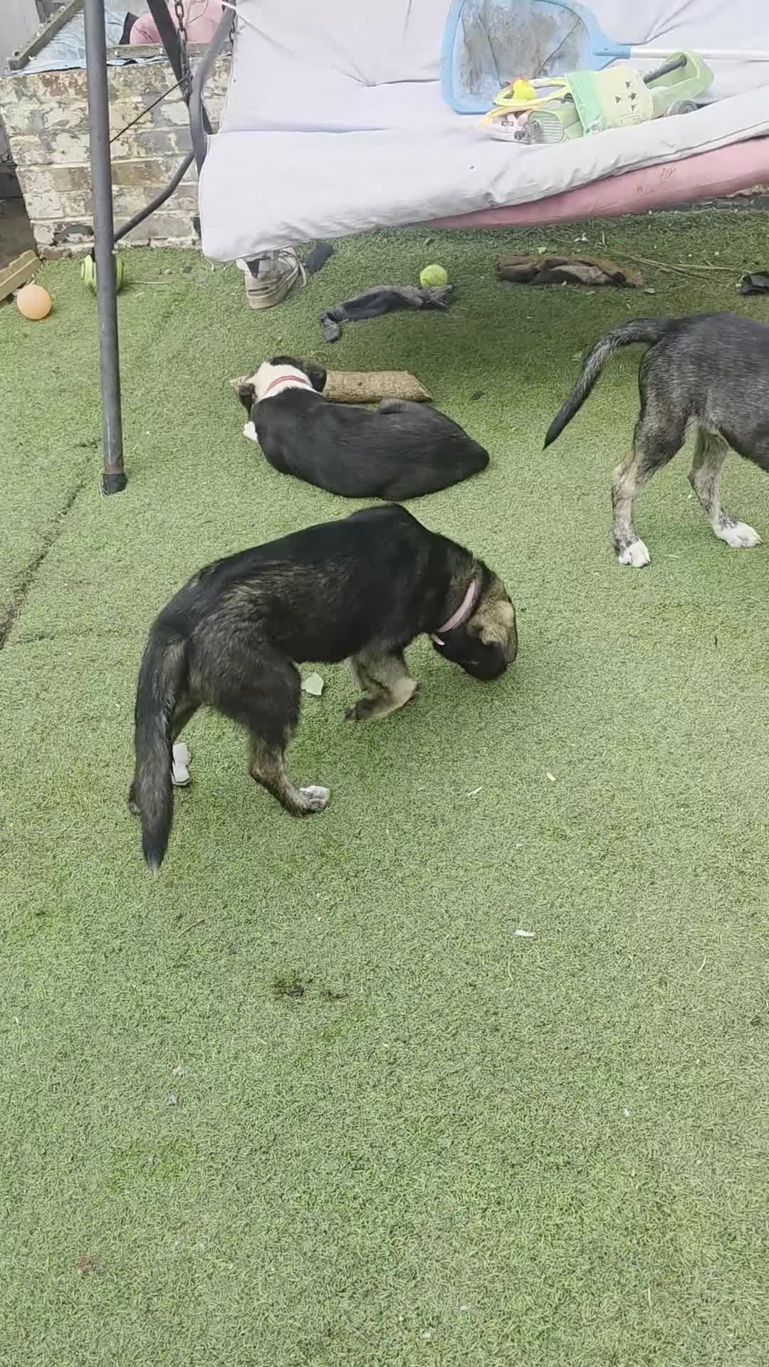 Mixed Breed dogs for sale: READY staffy cross husky puppies for sale. - Video 2