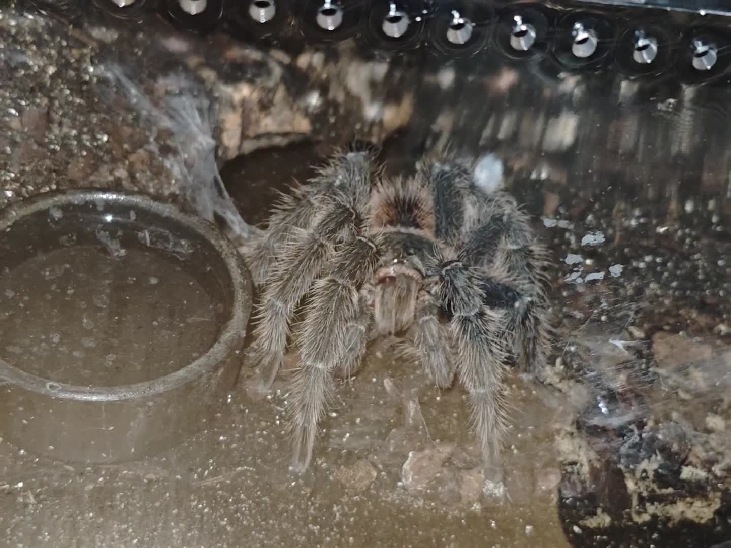 Tarantulas invertebrates for sale: Mature Male Lasiodora Parahybana  in Telford - Video 1