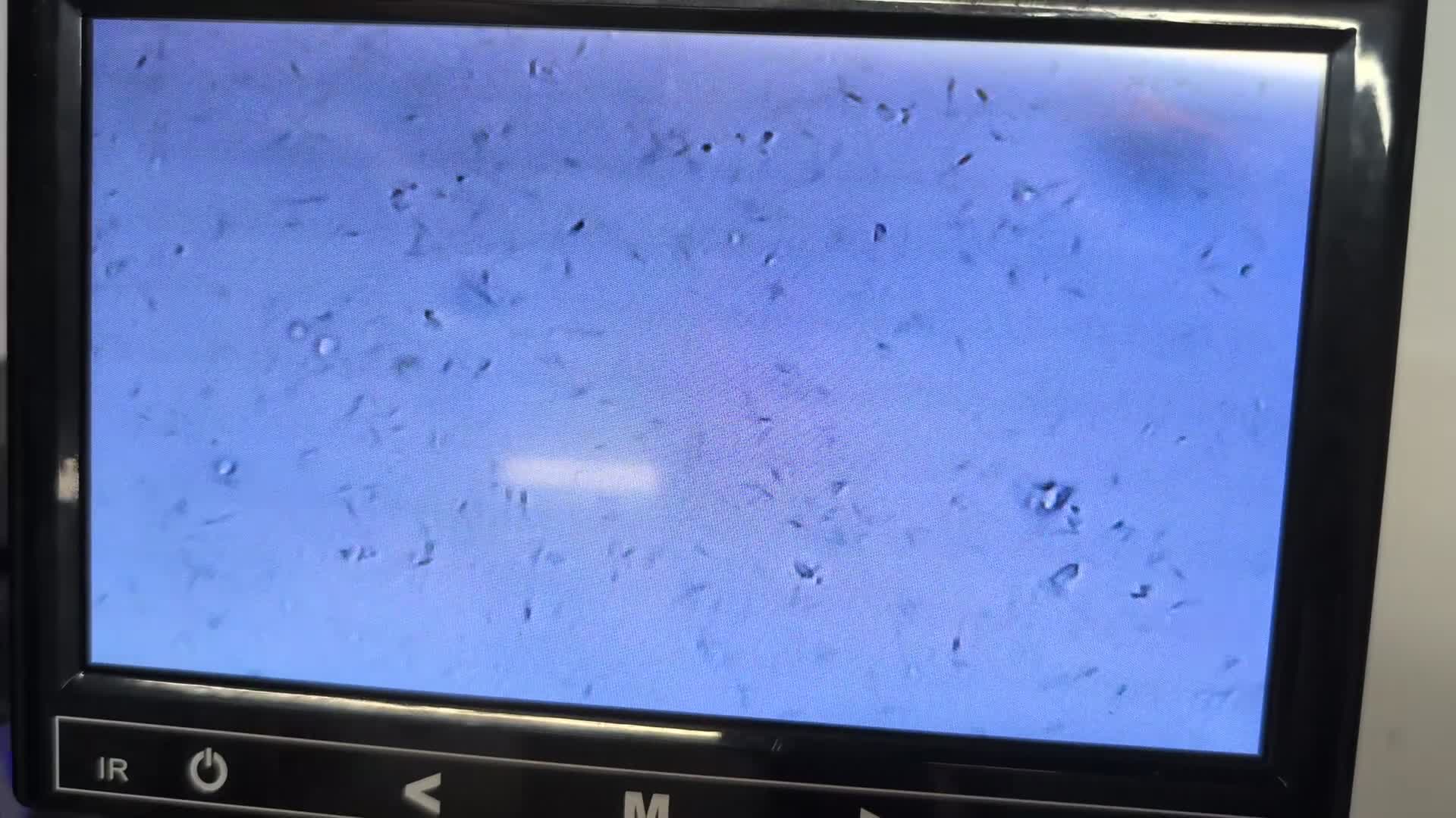 Golden Retriever dogs for stud: Fully Health & Sperm Tested KC Golden Retriever in Saltcoats - Video 1