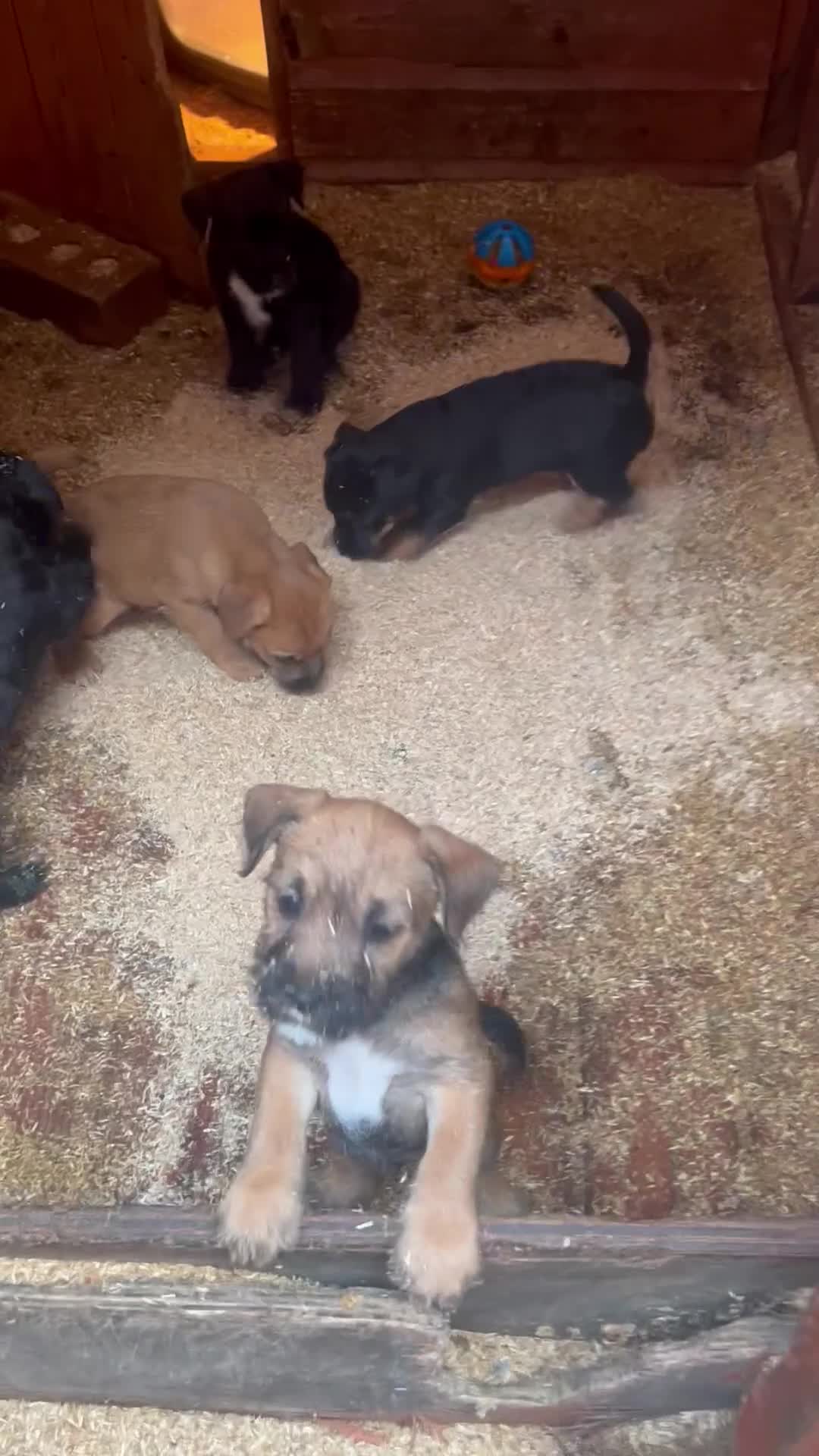 Mixed Breed dogs for sale: Patterdale x Boarder Lakeland Terrier puppies - Video 2