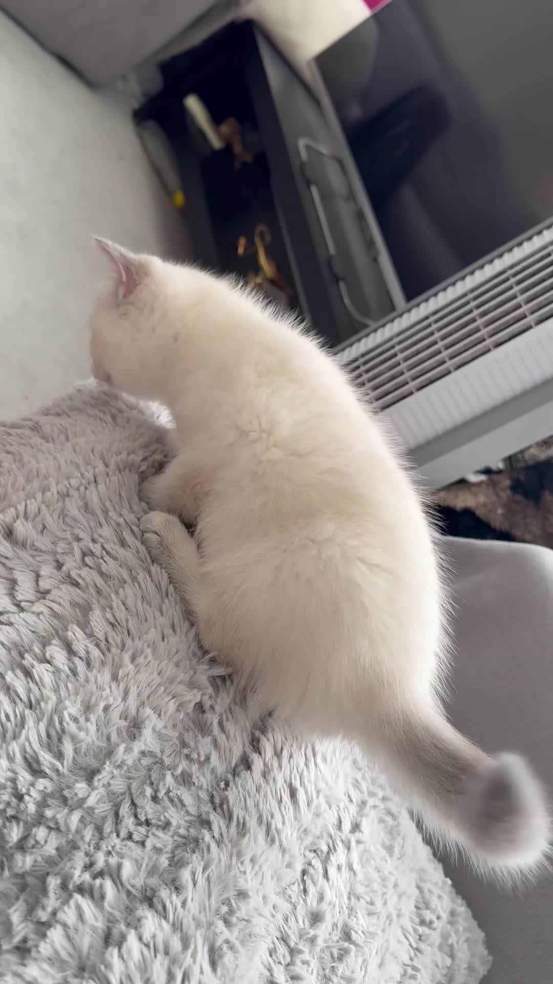 British Shorthair cats for sale: 5 gorgeous British short hair with blue eyes  - Video 1