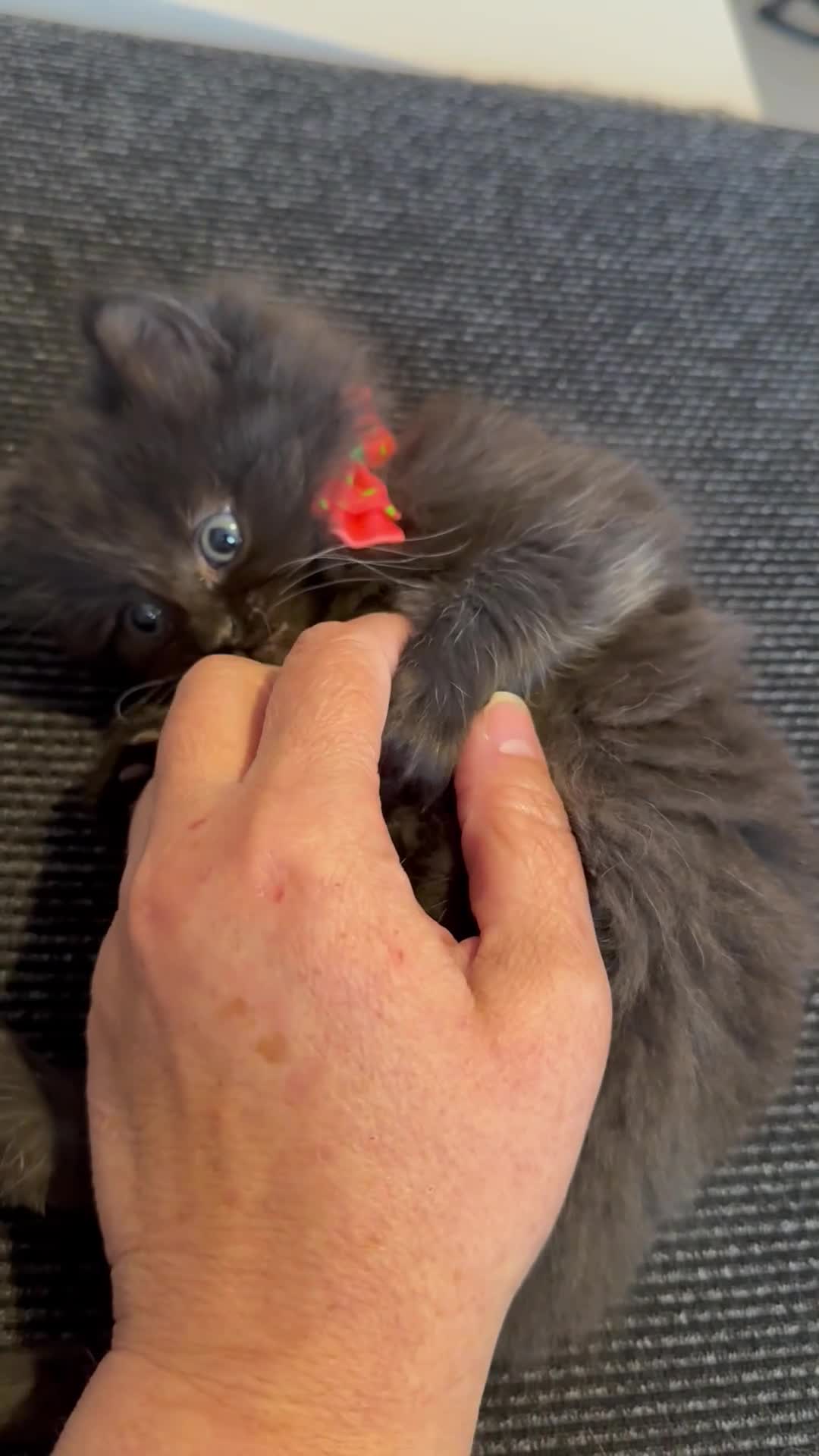 Ragcoon cats for sale: RAGCOONS ragdoll mainecoons  - Video 3