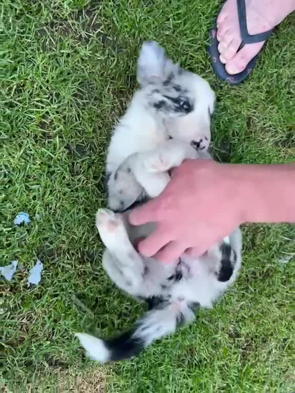 Border Collie dogs for sale: Border collie puppies - Video 5