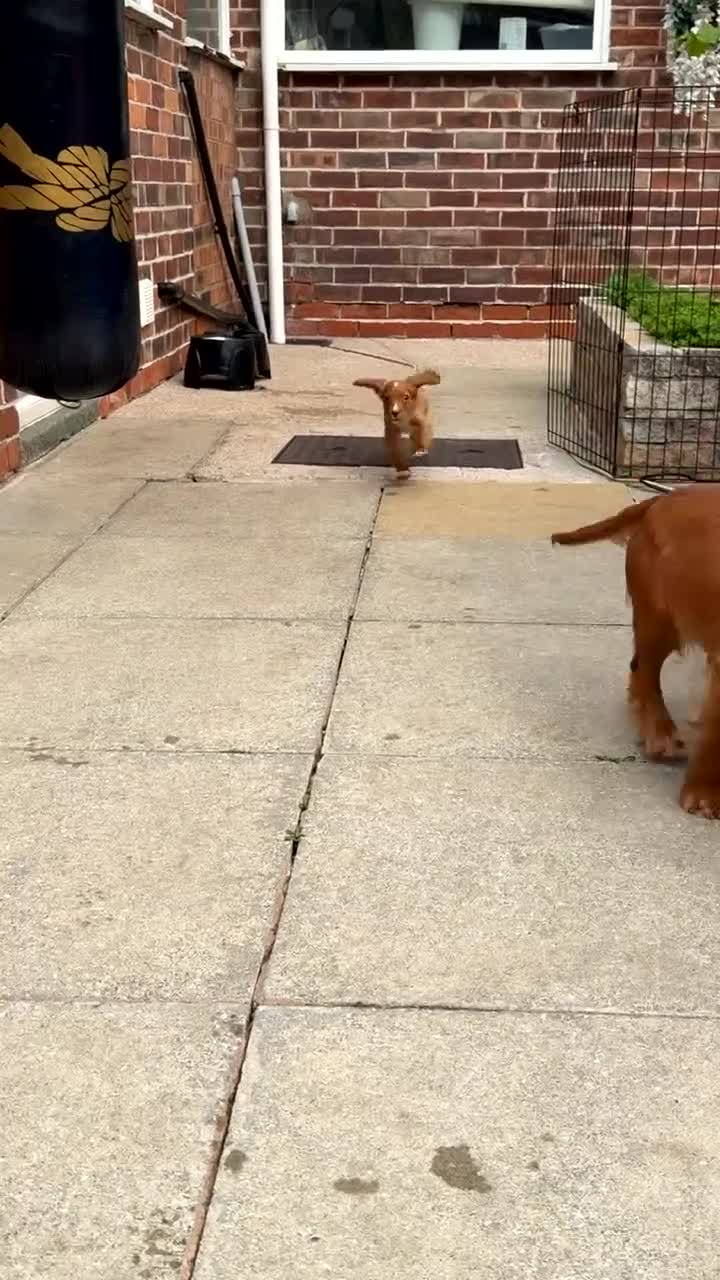 Cocker Spaniel dogs for sale: Working male cocker spaniel puppy - Video 1
