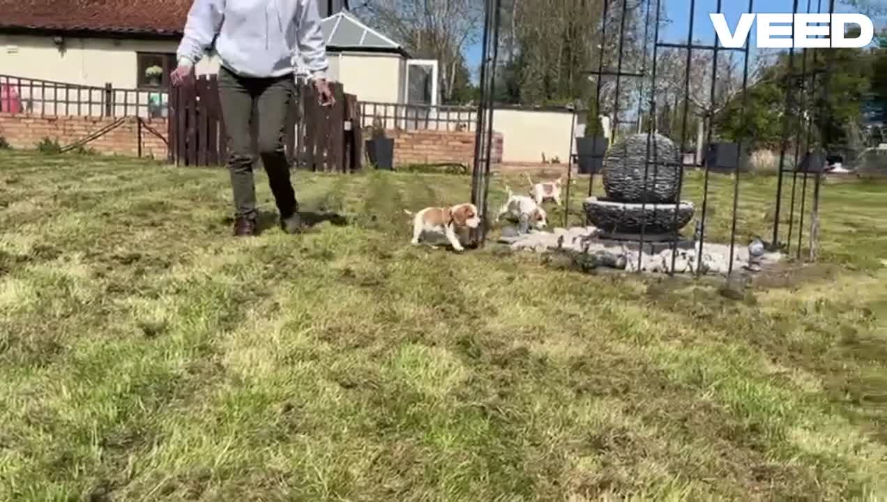 Beaglier dogs for sale: Beautiful Beagliers ❤️❤️ - Video 3