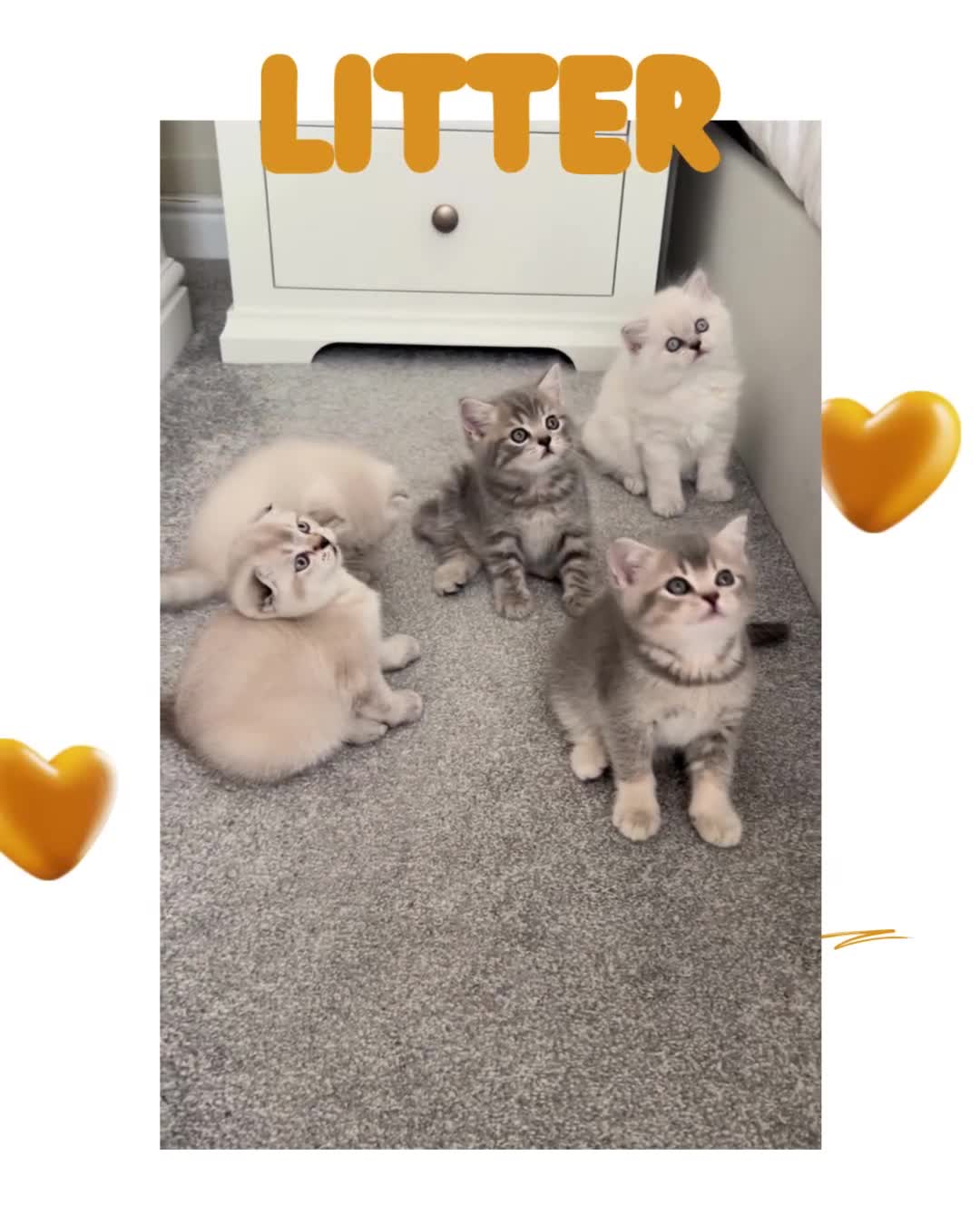British Shorthair cats for sale: 🐾 Stunning BSH X Scottish Fold Kittens 🐾 - Video 3