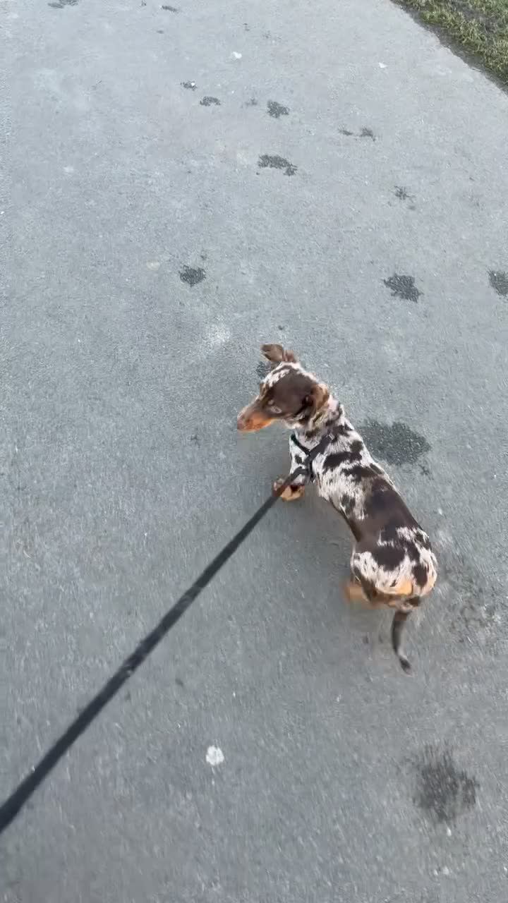 Miniature Dachshund dogs for stud: 💥FIRST TIME DAPPLE STUD💥 - Video 2