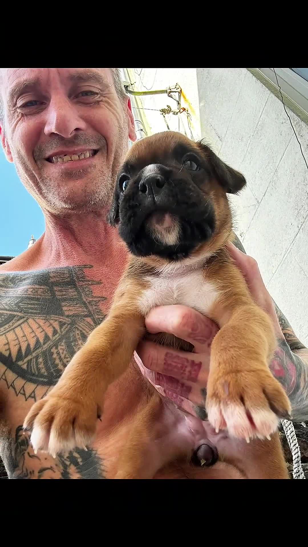 Boxer dogs for sale: charthaihen boxers - Video 1