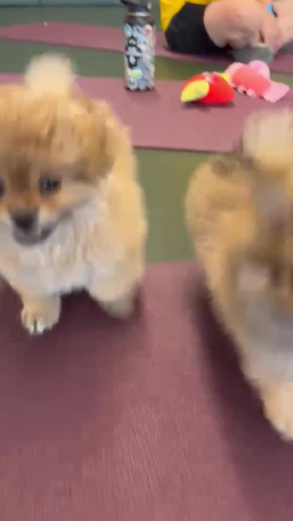 Mixed Breed dogs for sale: Stunning Shih Tzu/ Pomeranian puppies  - Video 2