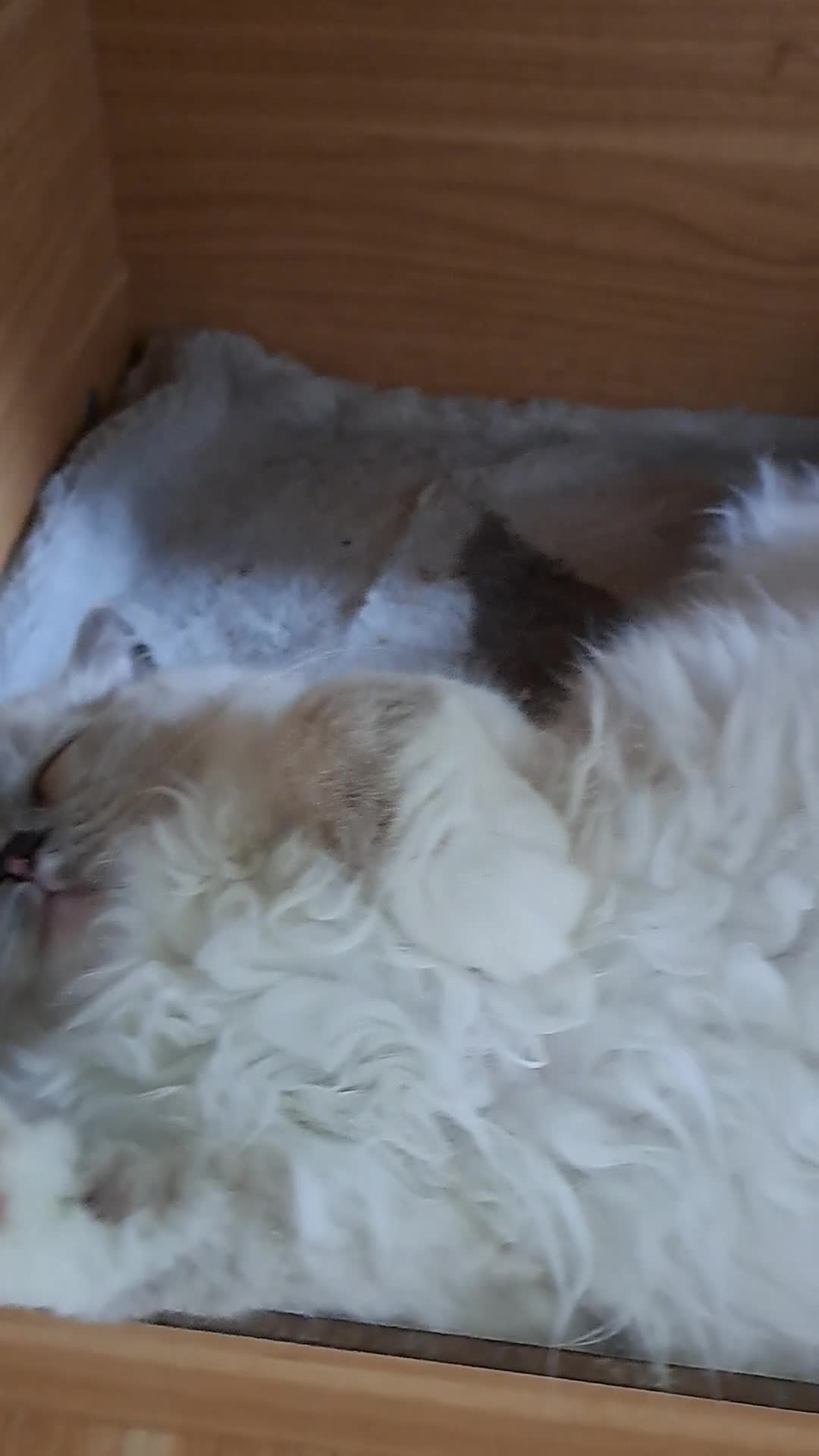 Ragdoll cats for sale: GCCF reg Ragdoll kittens  - Video 3