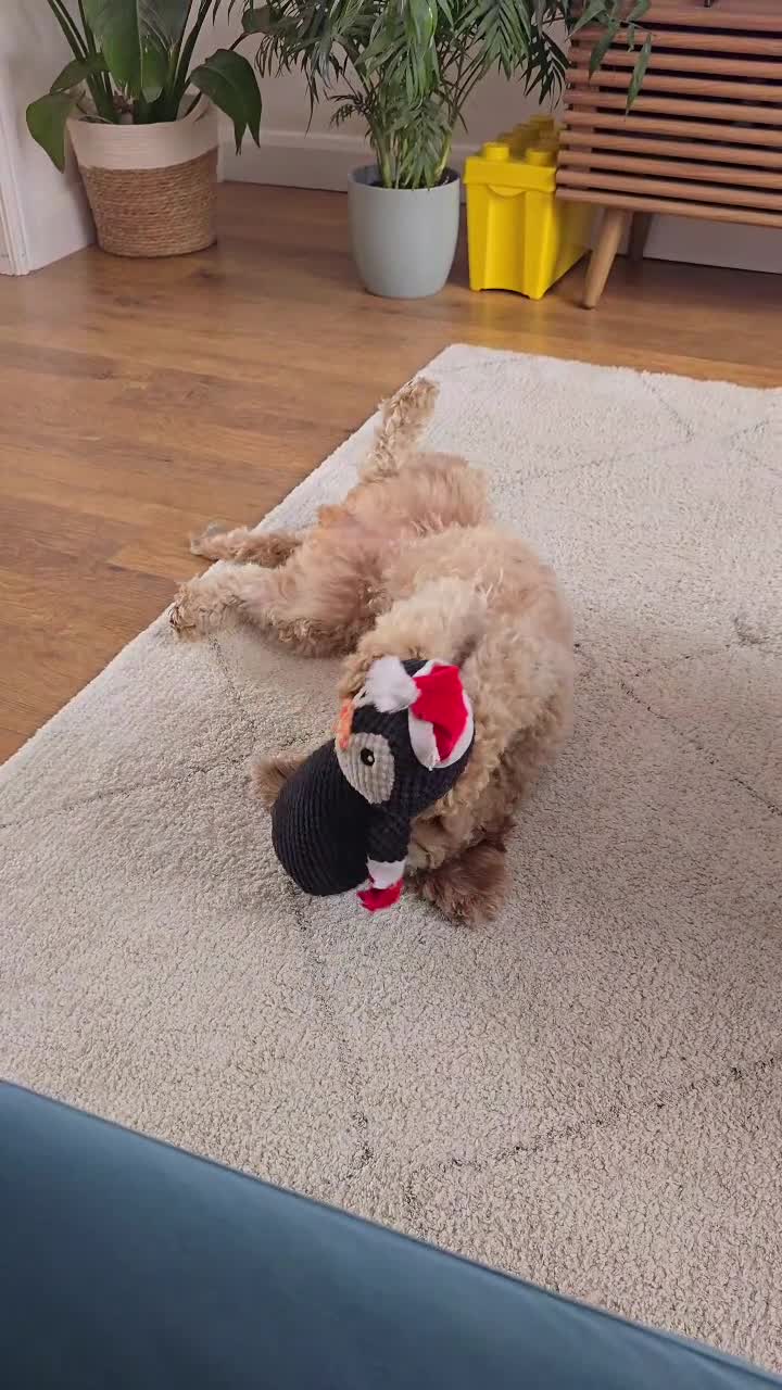 Cavapoo dogs for sale: Amazing Cavapoo Coffee - Video 1