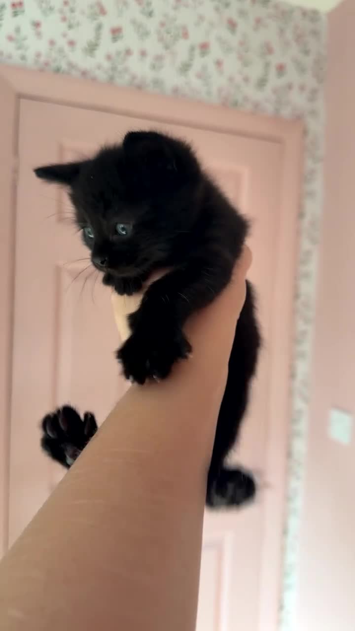 Mixed Breed cats for sale: Kittens - Video 3