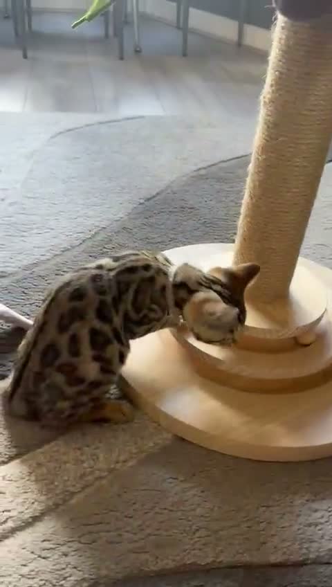 Bengal cats for sale: ⭐️ Ready now- STUNNING TICA REG ⭐️FEMALE BENGAL⭐️ - Video 3